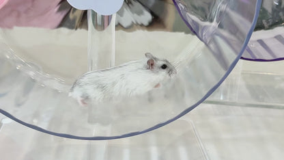 BUCATSTATE Super-Silent Hamster Wheel (Starlight-2.0)